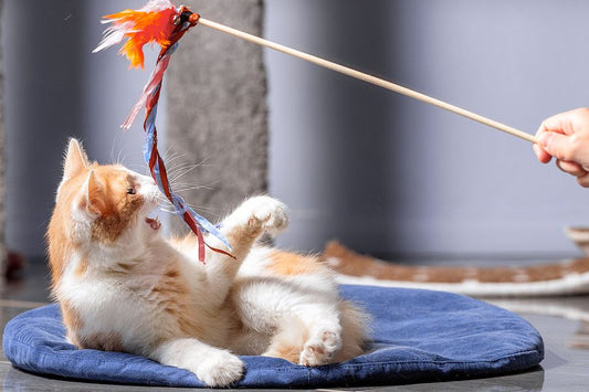 The Ultimate Guide to Safe Play: Top 10 Mistakes When Choosing Pet Toys
