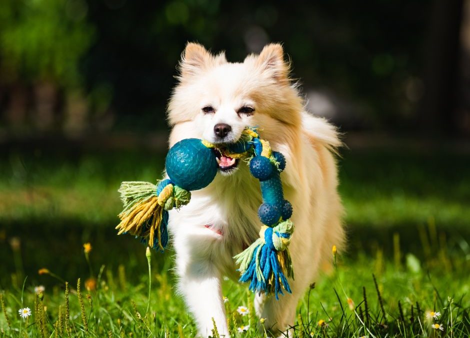 Welcome to Paws Wize – Everything Your Pet Needs, All in One Place!