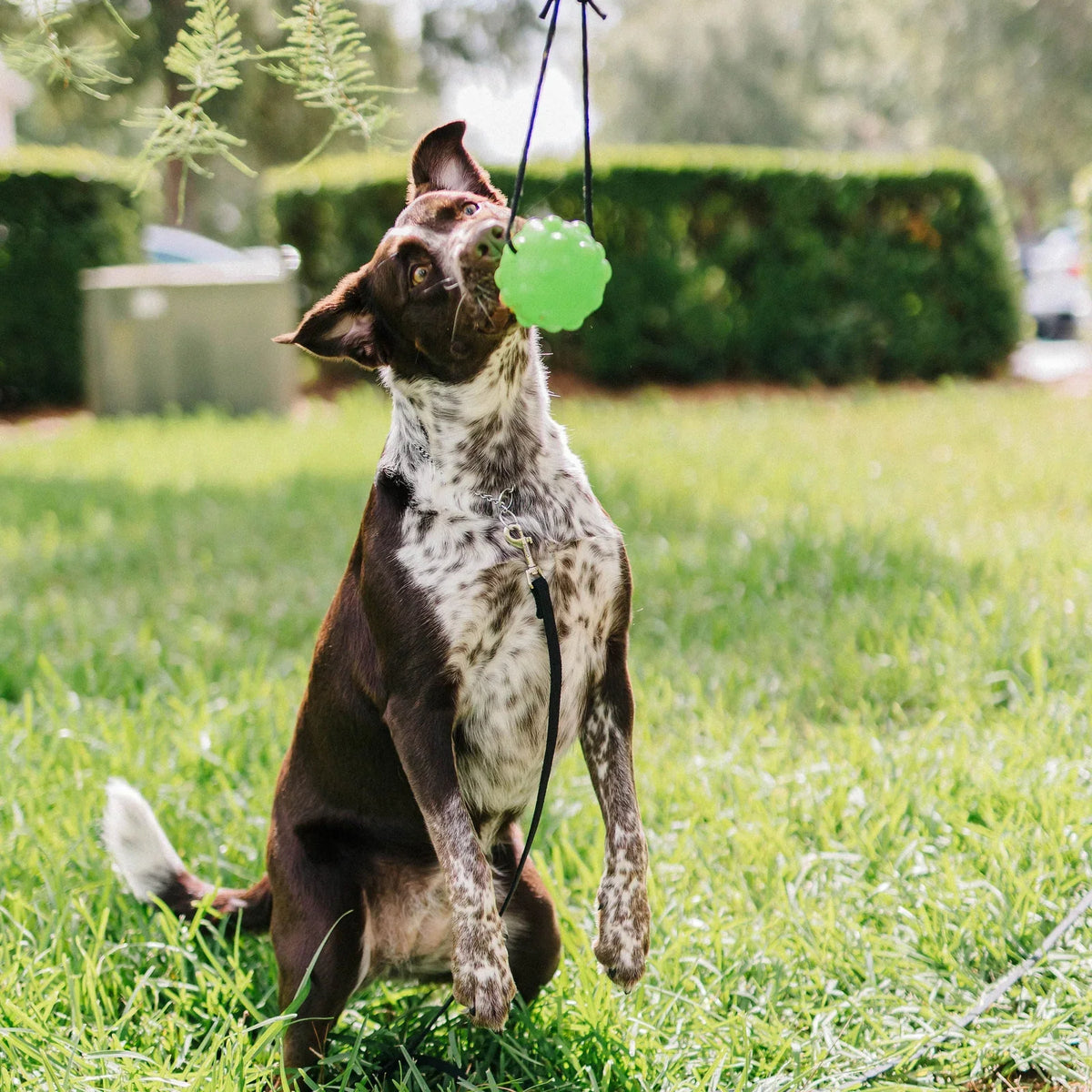 Pet Toys